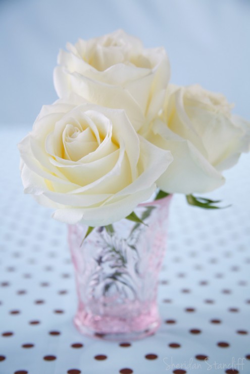 White roses in a pink glass vase