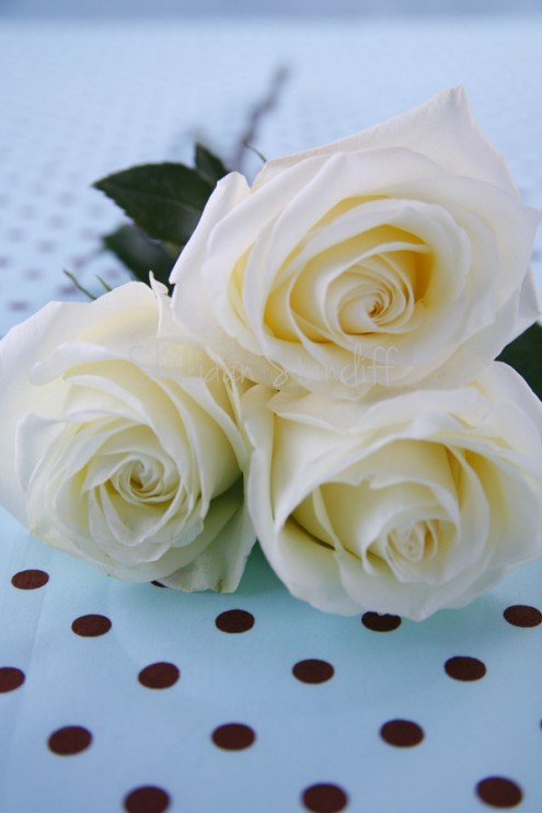 Three white roses on polka dot fabric
